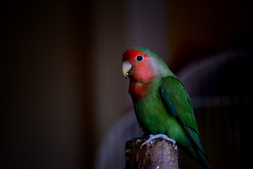 The young parakeet stands on the branch and looks straight into the camera 