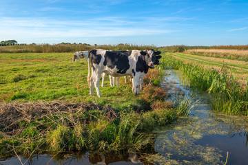 Fototapeta premium Curious young cows in a polder landscape along a ditch, near Rotterdam, the Netherlands