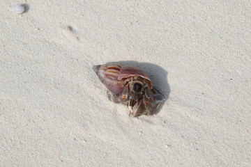 Hermit crab Maldives