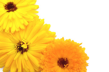 Bright yellow and orange calendula flowers on white