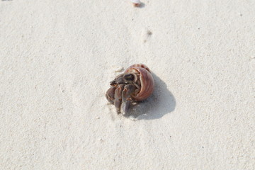 Hermit crab Maldives
