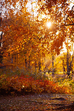 Autumn leaves background in sunny day