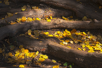 Obraz premium Autumn's Gold