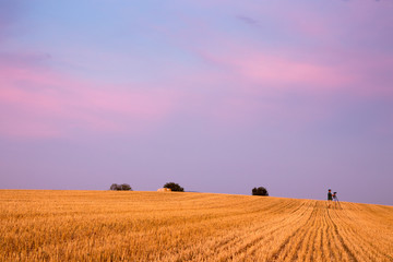 campo de trigo con cielo