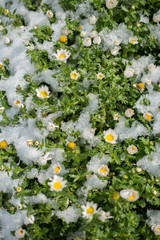 Early flowers oof the spring under snow