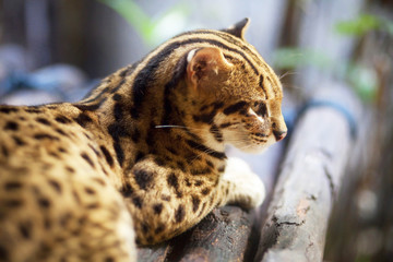 leopard cat