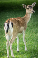Deer in Meadow