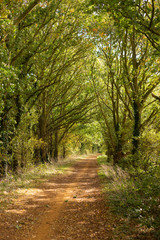 Fototapeta na wymiar Country lane with trees