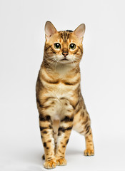 Fototapeta na wymiar adult bengal cat looks
