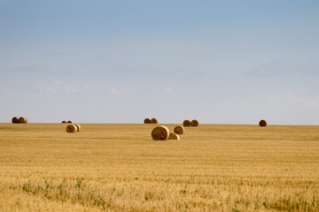 Fototapeta premium campo de trigo con cielo