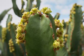 Obraz premium Die kanarische Insel Lanzarote