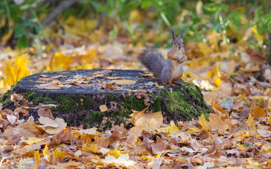 squirrel on a stump