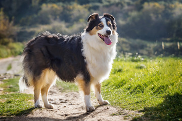 Chienne berger australien
