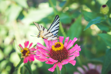 Schmetterling auf rosa Blume im eigenen Garten