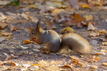 squirrel on the ground