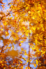 Autumn leaves background in sunny day