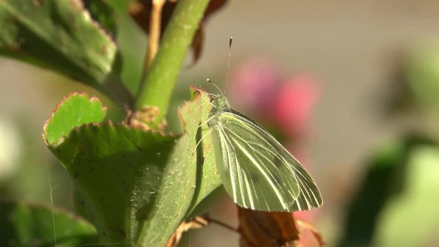 Close-up of a white butterfly Pieris napi (Artogeia napi) with wings and long antennae resting on a green leaf of Begonia grandis with pink flowers in the foothills of the North Caucasus