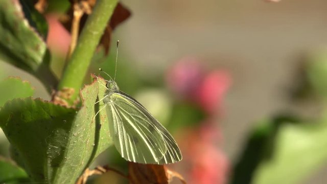 Close-up of Artogeia napi (Pieris napi) autumn white butterfly with wings and long antennae sitting on a green leaf of Begonia grandis with pink flowers in the foothills of the North Caucasus