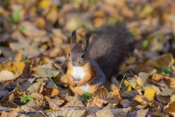 Naklejka na ściany i meble squirrel among autumn leaves