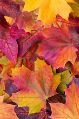 Amazing multicolor background of natural autumn foliage. Colorful background of multicolor leaves with natural light. Majestic bright autumn foliage color background