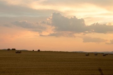 Fototapeta na wymiar campo de trigo con cielo