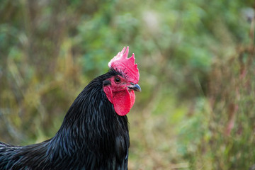 Gallo nero