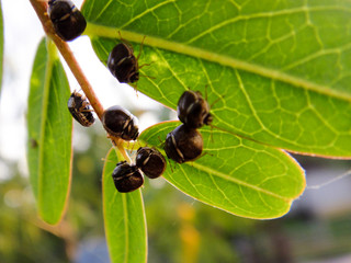 Bugs on a leaf