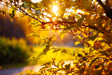 Autumn leaves background in sunny day