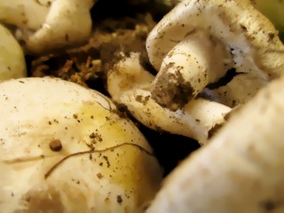 Détail d'une récolte de champignons terreux.