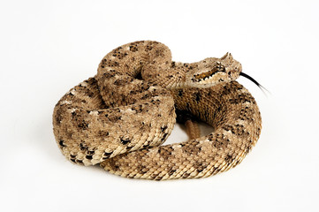 Fototapeta premium Sidewinder rattlesnake (Crotalus cerastes) - Sidewinder grzechotnik