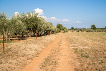Fototapeta na wymiar Olivenplantage und fruchtbare Erde in Südeuropa, blauer Himmel