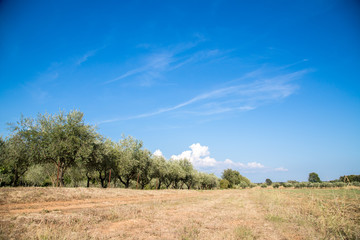 Obraz premium Olivenplantage und fruchtbare Erde in Südeuropa, blauer Himmel