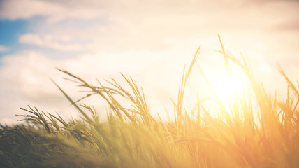 Blurred rice field backgrounds with sunlight, pastel vintage style