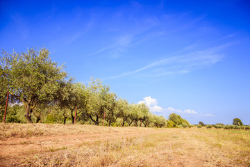 Olivenplantage und fruchtbare Erde in Südeuropa, blauer Himmel