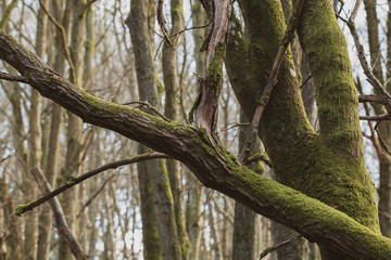 Moss covered tree branches