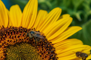 Sunflower with bee, close-up