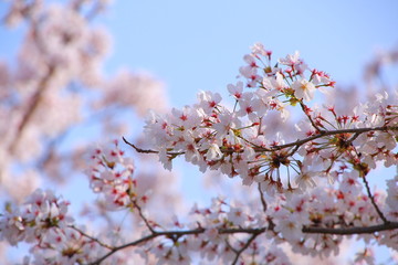 桜