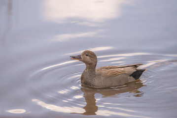 Gadwall duck swimming on pond