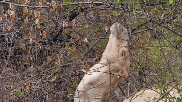 Close-Up Of Camel Head Eating Leaves From Tree Branches