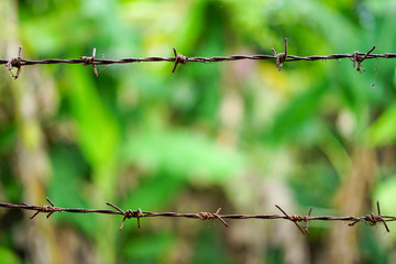 Old rusty barbed fence with green garden, outdoor brake background closed up.