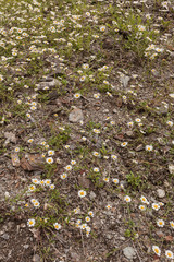 camomile flower in norwegian stone rocks mountain area.