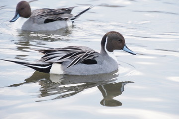 オナガガモ, Pintail