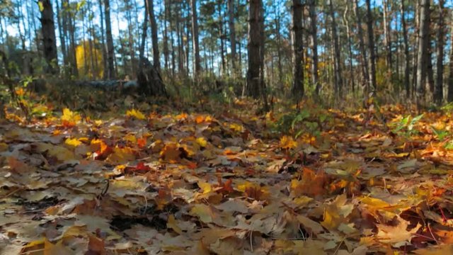 Fallen from the trees foliage. Slow motion.