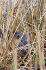 Ein Nutria versteckt sich im Schilf