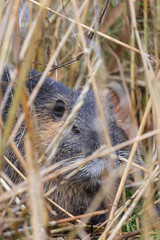 Ein Nutria versteckt sich im Schilf