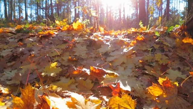 Fallen yellow foliage in the autumn forest. Slow motion.