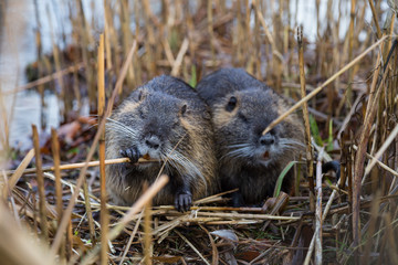 Nutria im Uferdickicht