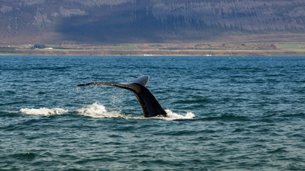 Whale Watching
