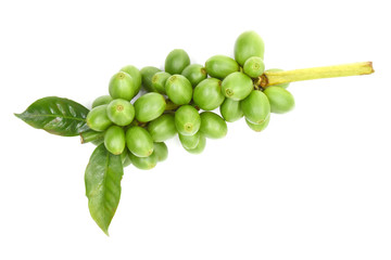 Coffee berry green on branch coffee, White background.