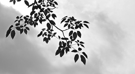 beautiful tree branch - monochrome